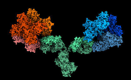 Image depicts the 1G5.3 antibody (green) bound to both Zika (red) and dengue (blue) NS1 proteins. It's based on structural data but idealised to showing binding to both viral proteins simultaneously. Credit: Daniel Watterson